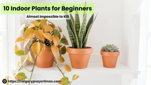 A collection of easy indoor plants including golden pothos and snake plant in terracotta pots on a white wooden shelf.
